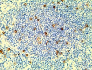 HAAO Antibody