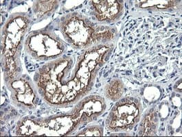 ANAPC11 / APC11 Antibody (clone OTI1B11)