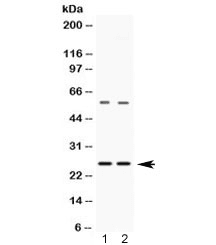 VAMP7 / SYBL1 / T1 VAMP Antibody