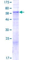 Human GTDC1 Protein (Recombinant GST)