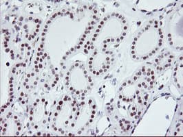RNF113B Antibody (clone OTI2H5)