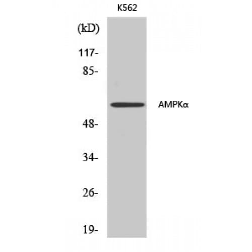 PRKAA1 + PRKAA2 Antibody (110-190 aa)