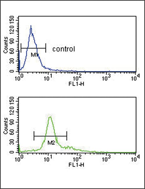 Polyclonal Rabbit anti-Human PCSK2 Antibody (aa318-346, IHC, WB)
