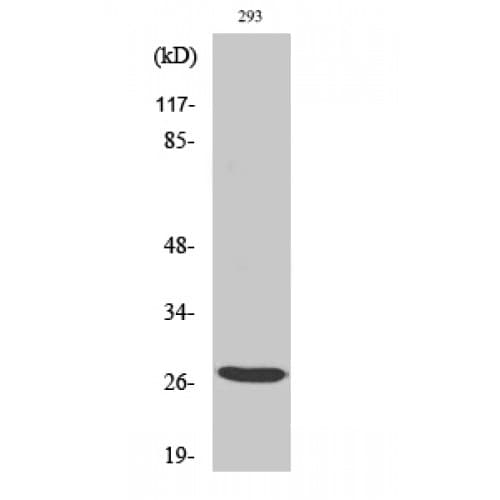 BRMS1 Antibody (40-120 aa, Internal)