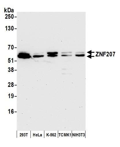 ZNF207 Antibody (aa428-478)