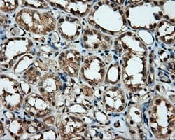 Monoclonal Mouse anti-Human MCL1 / MCL 1 Antibody (clone 10C5, Carrier-free, IHC, IF, WB)