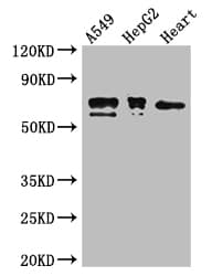 GRHL3 Antibody