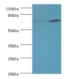 p84 / THOC1 Antibody (aa428-657)
