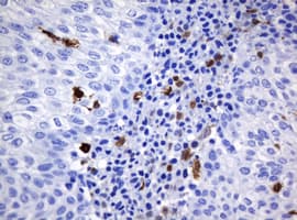 HOXD10 Antibody (aa80-340, clone OTI1D11)