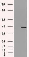 HMRF1L / MTRF1L Antibody (clone OTI1C5)