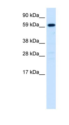 HNF4A / HNF4 Antibody (N-Terminus)