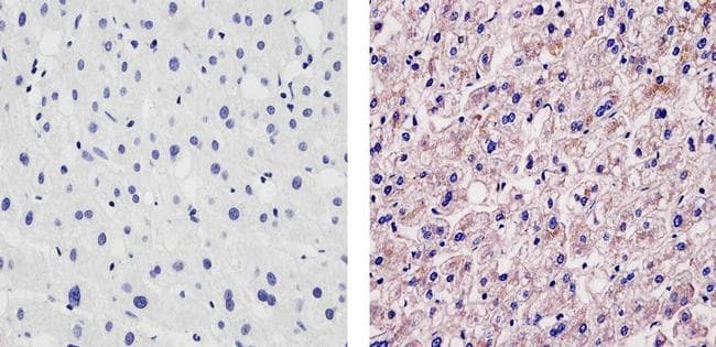Monoclonal Mouse anti-Human APOA1 / Apolipoprotein A 1 Antibody (clone 311, IHC, IF)