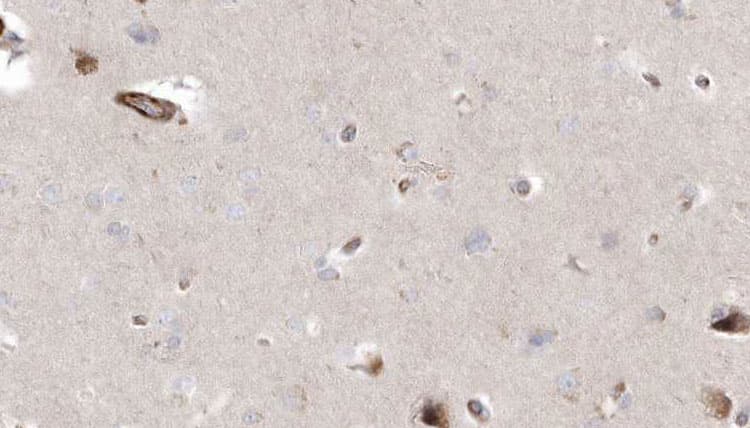 NAF-1 / CISD2 Antibody
