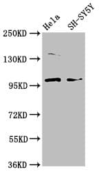 Polyclonal Rabbit anti-Human PDE6C Antibody (IF, WB)