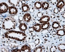 LTA4H / LTA4 Antibody (clone OTI7D11)