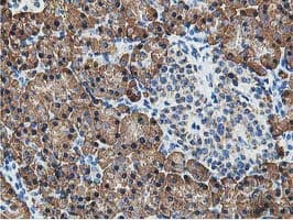 SSR1 Antibody (clone OTI4H6, Carrier-free)