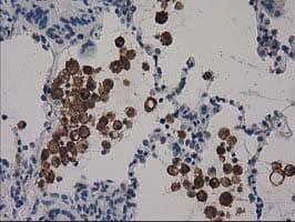 SNX8 Antibody (clone OTI1D12, Carrier-free)