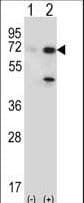 USP2 Antibody (aa71-101)