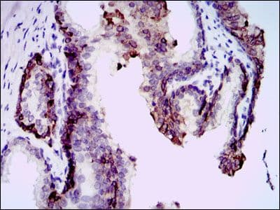 Monoclonal Mouse anti-Human BPIFA2 / SPLUNC2 Antibody (clone 1F12, IHC, WB)