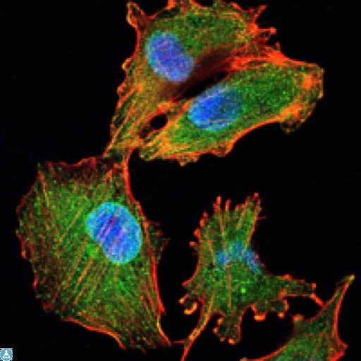 IL34 Antibody
