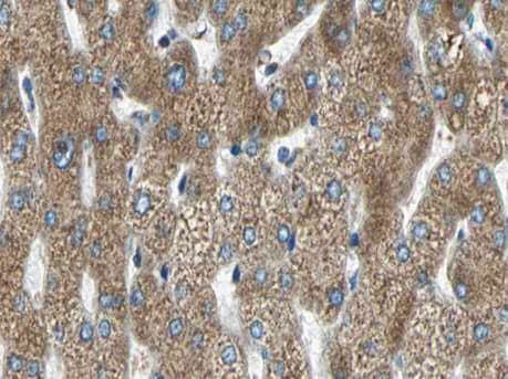 MMP11 Antibody