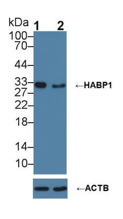 GC1qR / C1QBP Antibody (aa76-282)