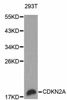 p16INK4a / CDKN2A Antibody