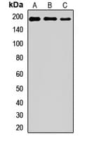 PARP4 / VPARP Antibody
