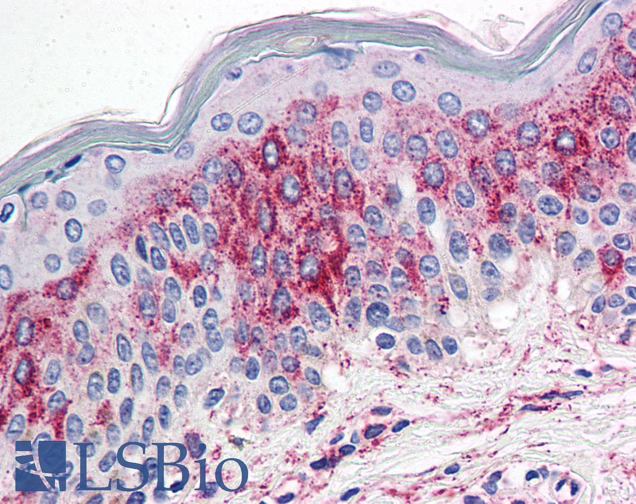 IHC-plus™ Polyclonal Rabbit anti-Human HTR2A / 5-HT2A Receptor Antibody (N-Terminus, IHC)