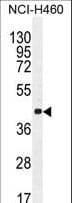CCNC / Cyclin C Antibody (aa1-30)