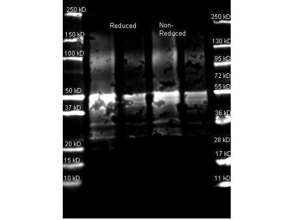 Protein A Antibody