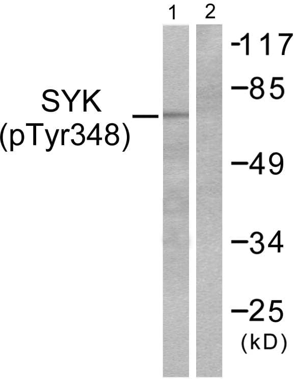 SYK Antibody (phospho-Tyr348)