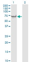 Vimentin Antibody (clone 3E9)