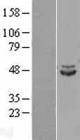 IDH2 Protein (Over-Expression Lysate Myc-DDK (Flag))