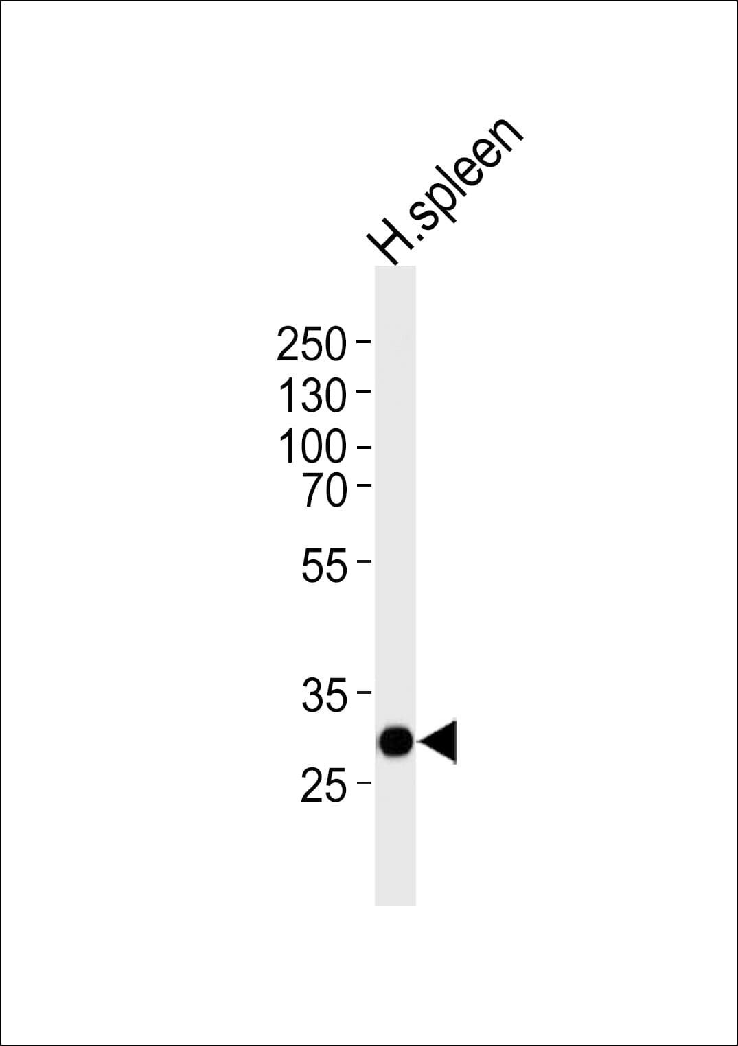SAP30 Antibody (aa189-218)