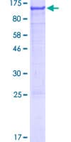 Human AGAP2 / PIKE Protein (Recombinant GST)