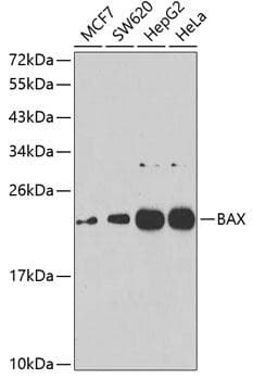 BAX Antibody