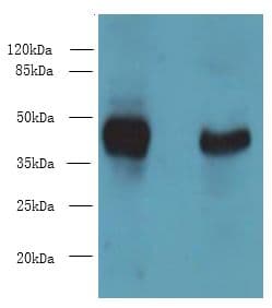 DMKN Antibody