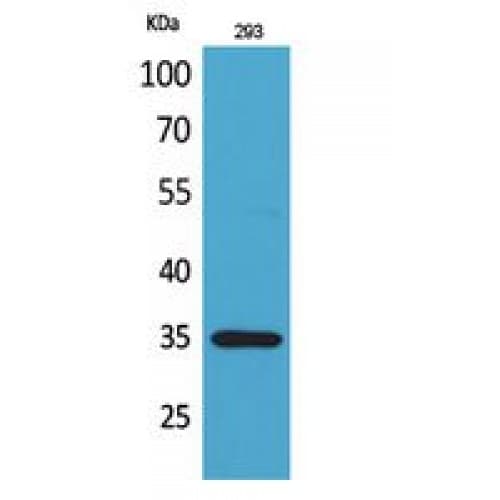 TNFSF11 / RANKL / TRANCE Antibody (261-310 aa, C-terminal)