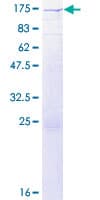 Human RALGDS Protein (Recombinant GST)