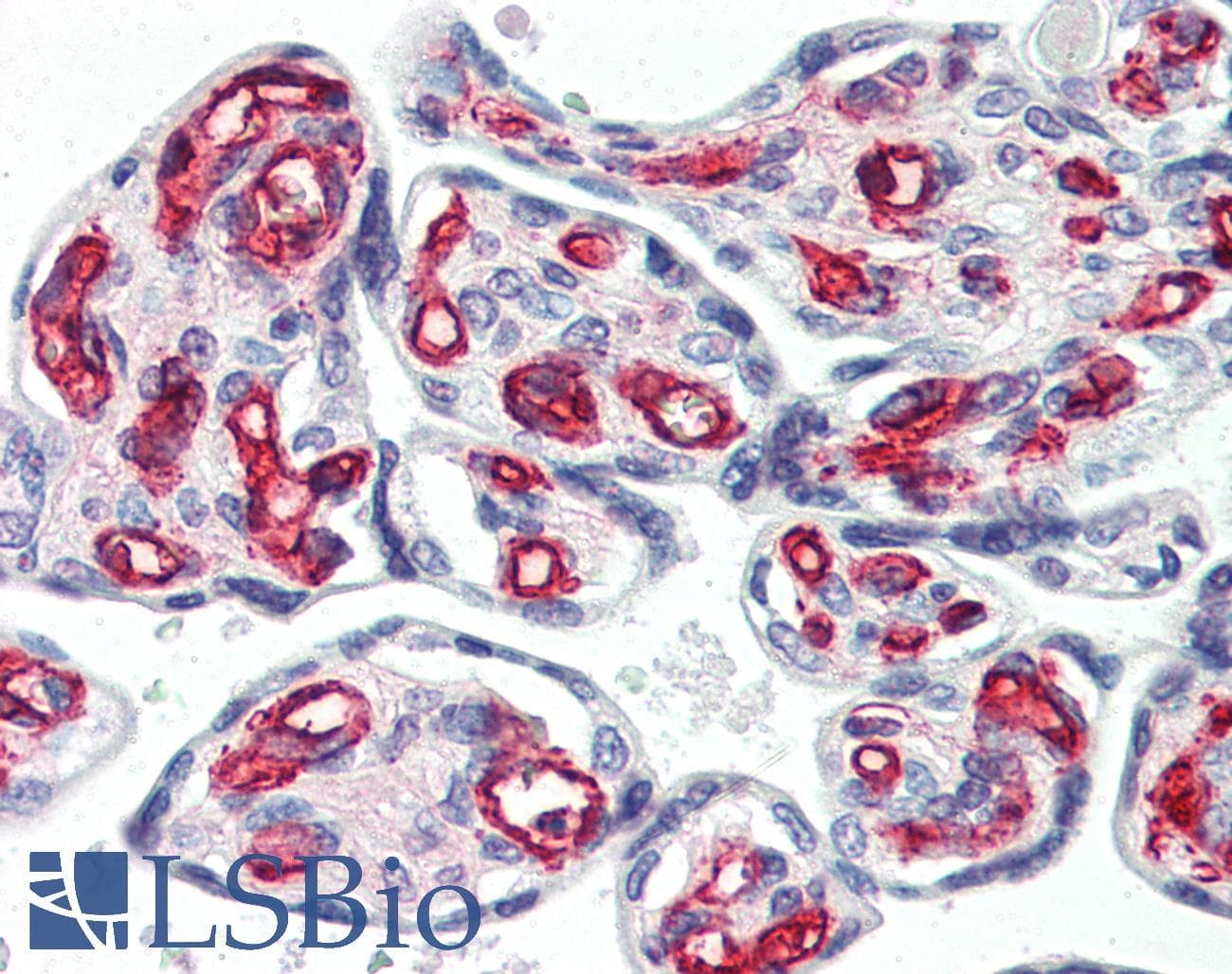 IHC-plus™ Monoclonal Mouse anti-Human PECAM-1 / CD31 Antibody (clone 2F7B2, IHC, IF, WB)