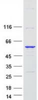 Human PAI-RBP1 / SERBP1 Protein (Recombinant Myc-DDK (Flag))