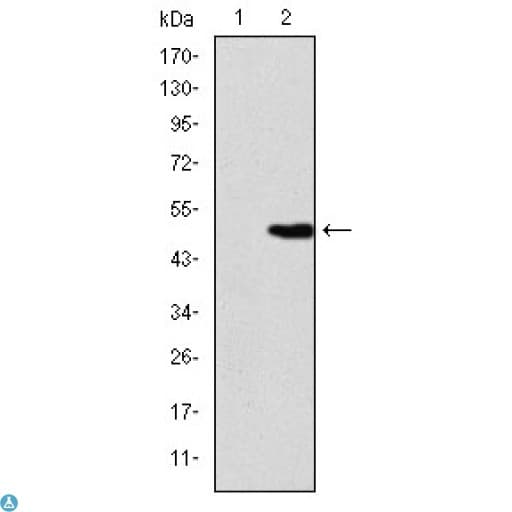 KIF22 / OBP Antibody