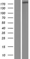 ADAMTSL3 Protein (Over-Expression Lysate Myc-DDK (Flag))