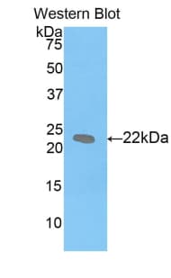 LIF Antibody (aa25-203)