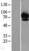 ABCF2 Protein (Over-Expression Lysate Myc-DDK (Flag))