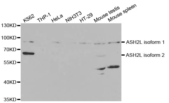Polyclonal Rabbit anti-Human ASH2L / ASH2 Antibody (IHC, IF, WB)