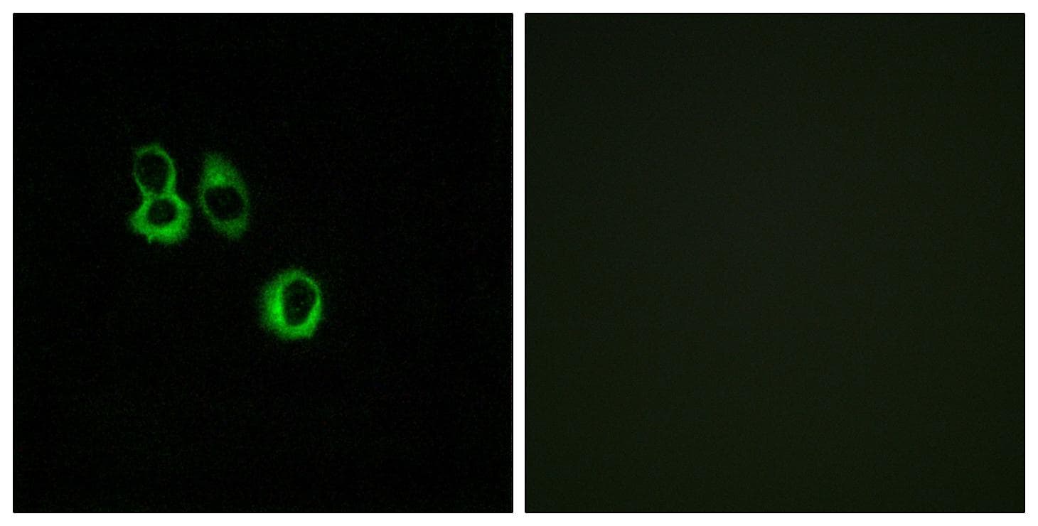 OR3A2+3 Antibody