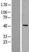 PREB Protein (Over-Expression Lysate Myc-DDK (Flag))