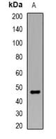 Polyclonal Rabbit anti-Human APOBEC3G / CEM15 Antibody (IHC, IF, WB)